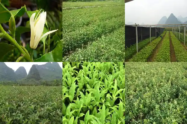 桂花茶冲泡温度1689467702617