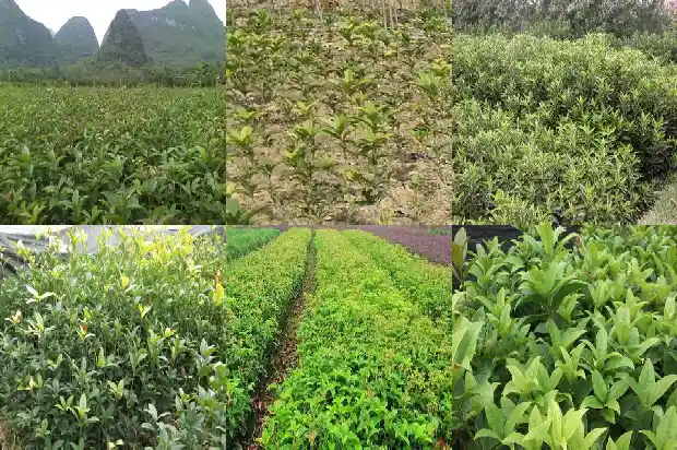 桂花几年苗最好1683419456321