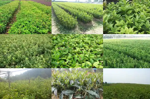 桂花三年苗什么时候开花1683419523823