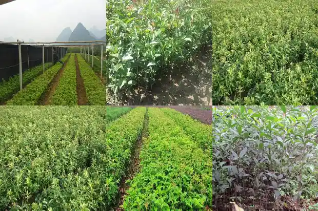 桂花三年苗什么时候开花1683419523871