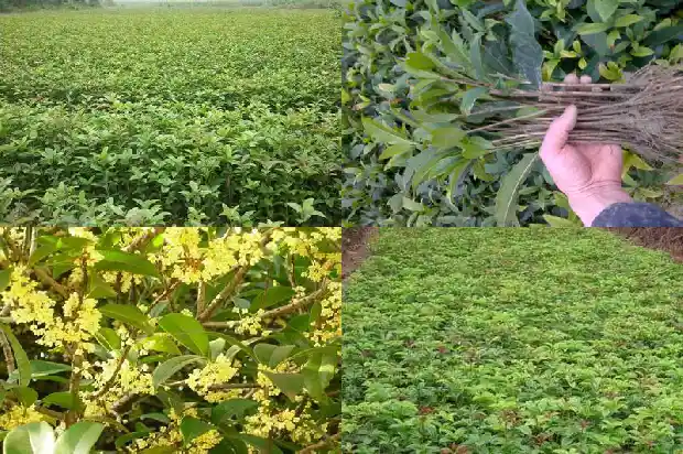 桂花三年苗什么时候开花1683419523919