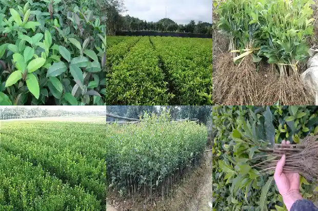 桂花三年苗什么时候开花1683419523966