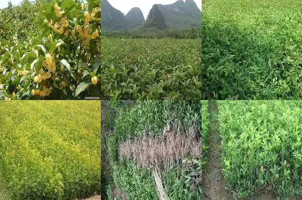 桂花扦插多少天生根1683419595658