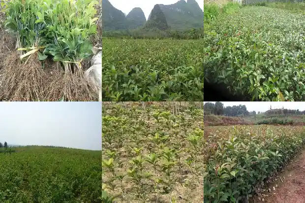 桂花插扦多久开花1683419675840