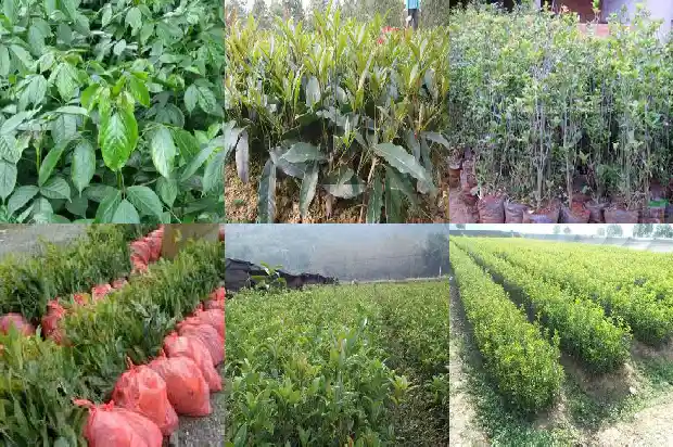 桂花小苗多久开花啊1683419828604
