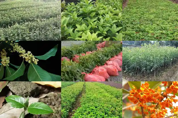 桂花小苗多久开花啊1683419828650