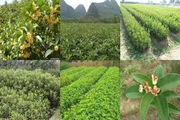 桂花小苗多久开花啊1683419828696