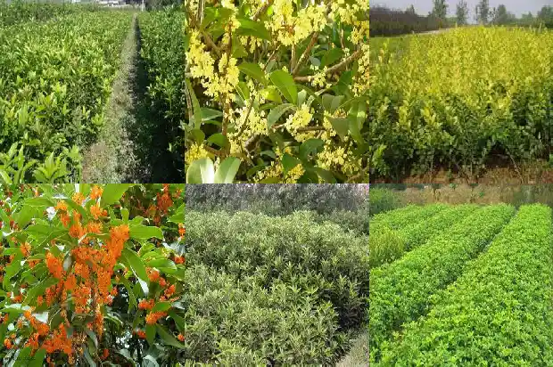 桂花种子种植后多少年能开花1683419925180