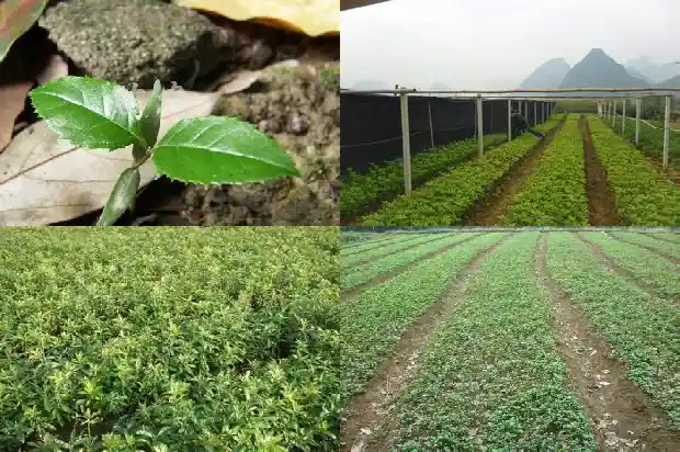 桂花小苗怎么养护和管理1683419985705