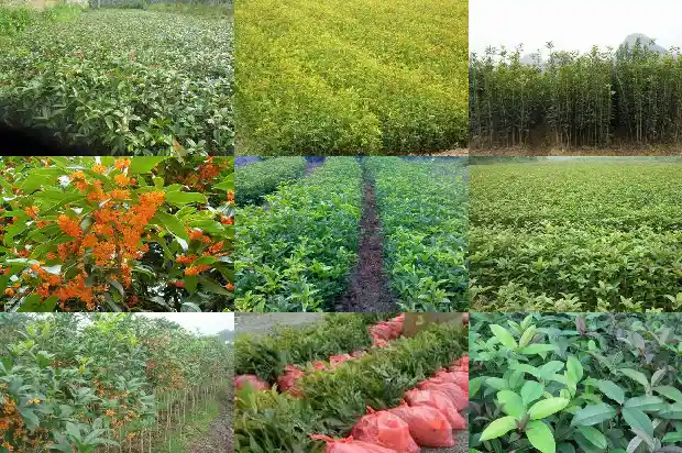 桂花小苗怎么养护和管理1683419985801