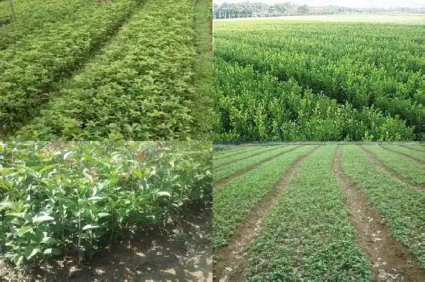 桂花小苗怎么养护和浇水1683420027603