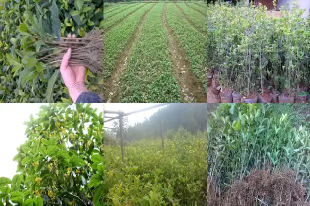 桂花小苗什么时候移栽最好活1683420054535
