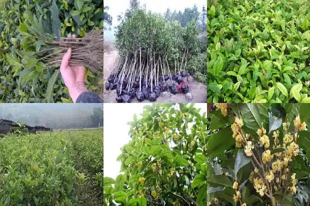 桂花小苗什么时候移栽最好呢1683420084345