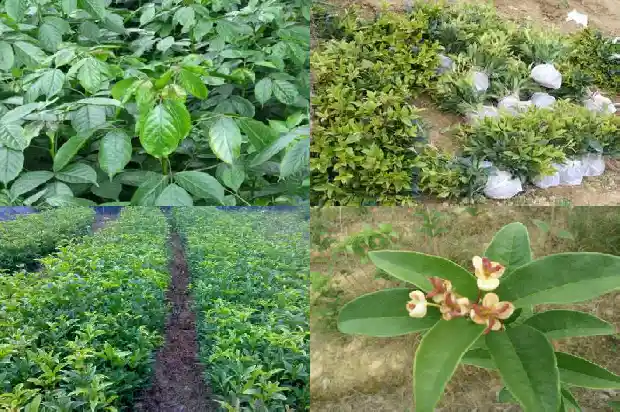 桂花小苗什么时候移栽最好呢1683420084393