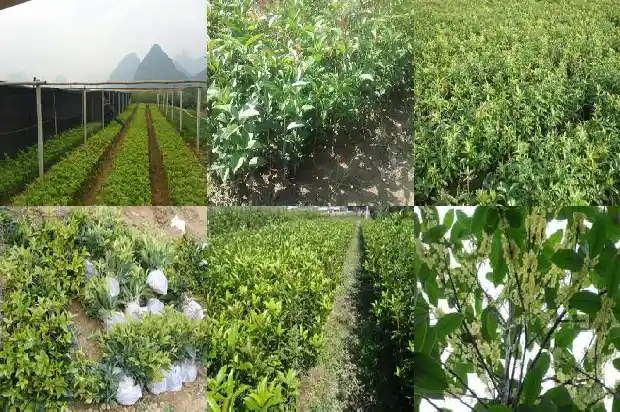重庆桂花树市场价格多少1689899044940