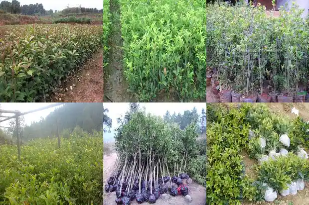 桂花小苗什么时候移栽最好看1683420108155