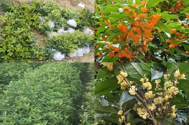 桂花苗几月份移栽好1683420144193