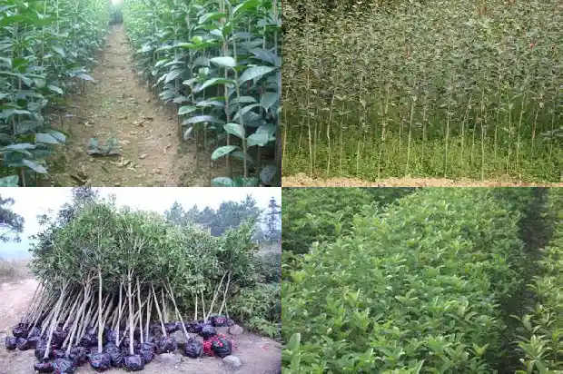 桂花苗几月份移栽好1683420144336