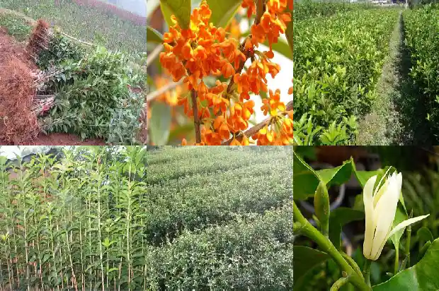 桂花树苗什么时候移栽最合适1683420174232