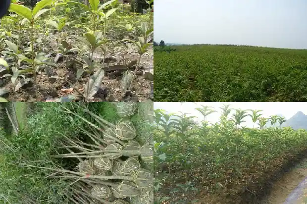 桂花小苗什么时候移栽好呢1683420227822