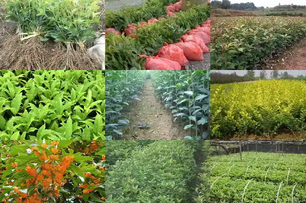桂花小苗什么时候移栽好呢1683420227870