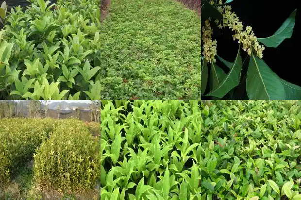 广西桂花树价格表1689725647075