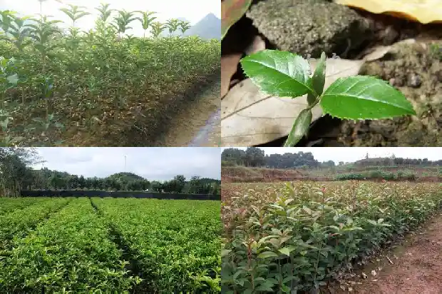桂花小苗什么时候移栽比较好呢1683420282841