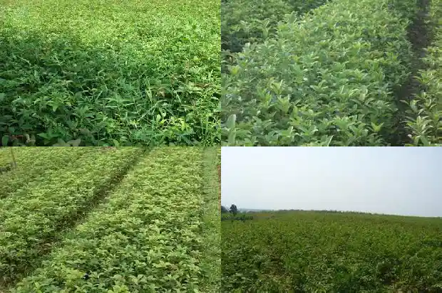 桂花小苗什么时候移栽比较好养1683420310081