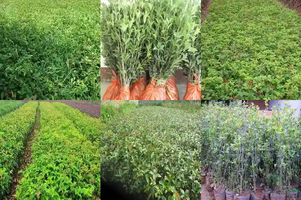 桂花小苗什么时候移栽比较好养1683420310129