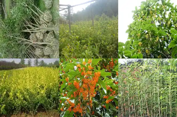 桂花小苗什么时候移栽比较好养1683420310223