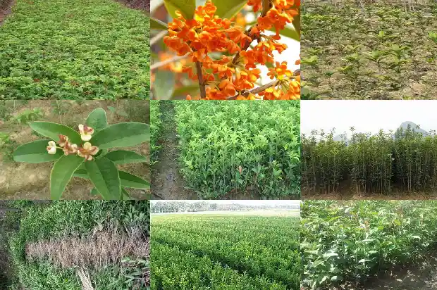 桂花树下小苗什么时候可以移植呢1683420339929