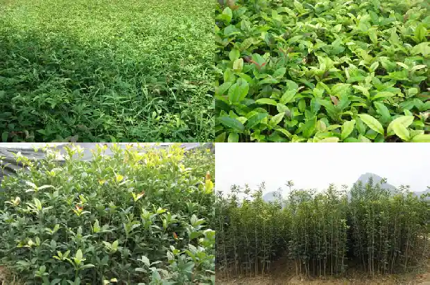 桂花树下小苗什么时候可以移植呢1683420339977