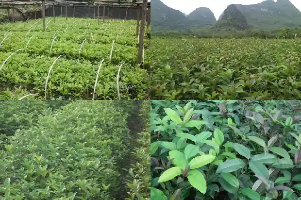 桂花树下面的小苗能移植吗1683420371998