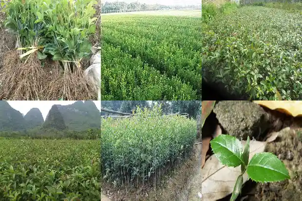 桂花树下面的小苗能移植吗1683420372046