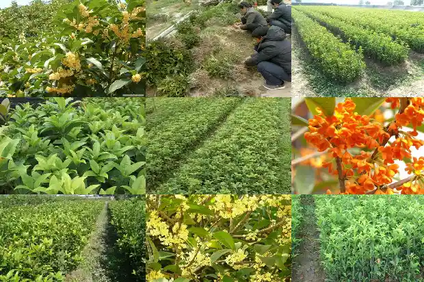 桂花树下的小苗可以种吗1683420403238