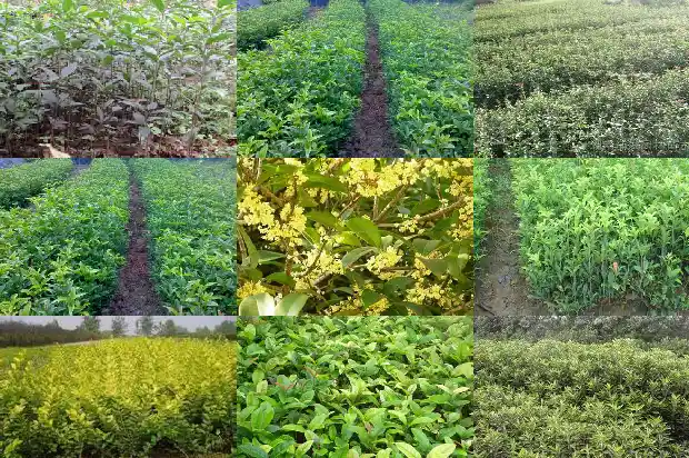 桂花树下的小苗可以种吗1683420403286
