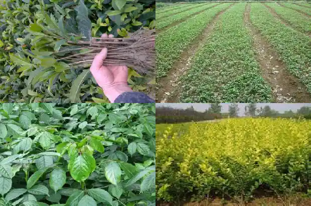 栽种桂花苗需要注意哪些1683420514773