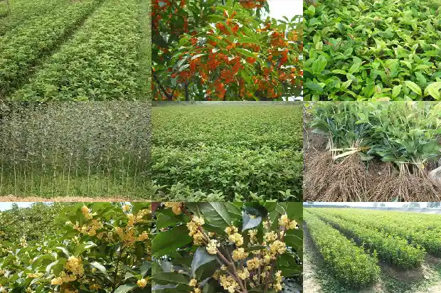 桂花苗栽种方法1683420532047