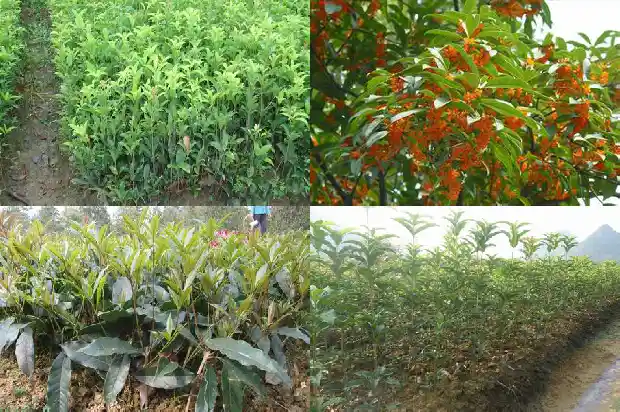 桂花苗栽种方法1683420532094