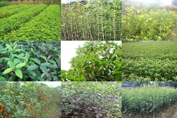 桂花苗盆栽方法1683420556171