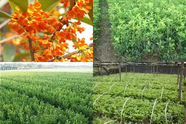 盆栽桂花几月移栽最好1683420575902