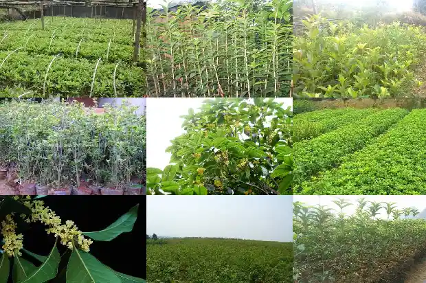 桂花适合什么时候移栽1683420595539