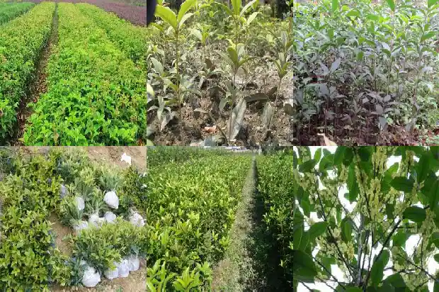 桂花苗小苗要多久才长的粗壮一点1683420616055