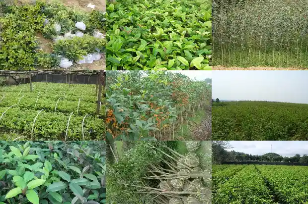 桂花苗小苗要多久才长的粗壮一些1683420637377