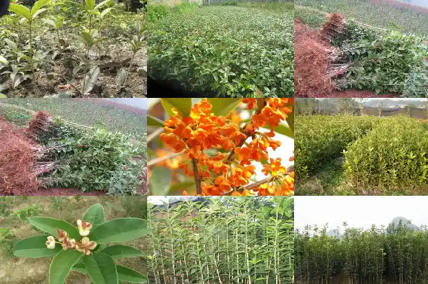 桂花苗小苗要多久才长的粗壮一些1683420637472