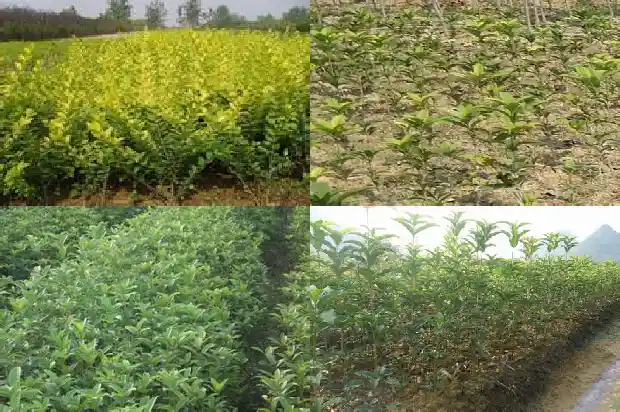 桂花苗小苗要多久才长的粗壮一些1683420637520