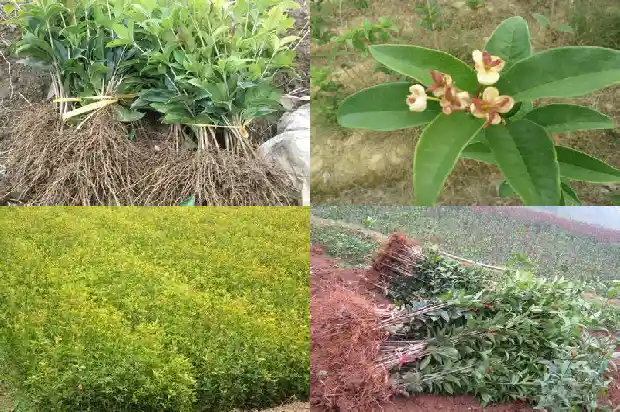 桂花苗小苗要多久才长的粗一点呢1683420654967