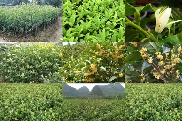 学校门前街道的一旁种了65棵桂花树1690677541210