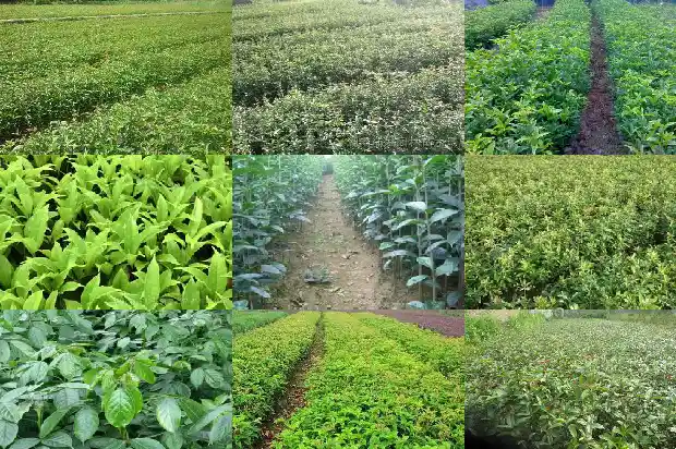 桂花苗小苗要多久才长的粗大呢1683420696558
