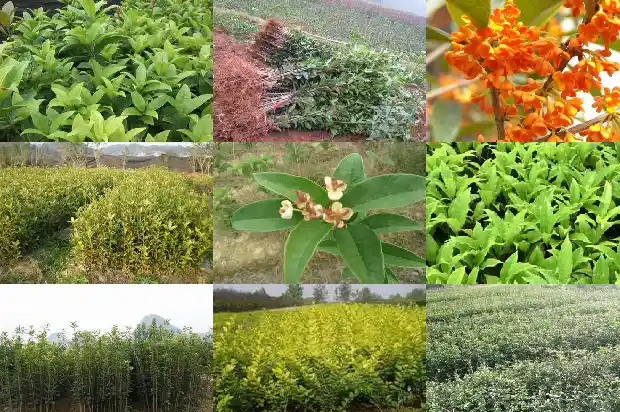 八月桂花树好不好看呀1688350391765